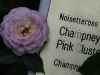 champneys-pink-cluster