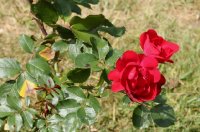 centenaire-de-lourds-rouge-289