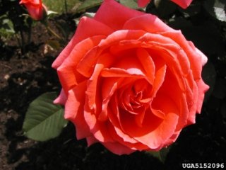 tournament-of-roses-the-dow-gardens-bugwoodorg.jpg