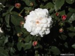 white-pet-the-dow-gardens-bugwoodorg.jpg