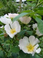 rosa-tomentosa