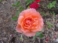 enchanted-autumn-elko-roses.jpg