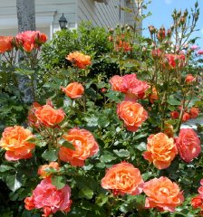 disneyland-rose-foto-marek-stepien.jpg