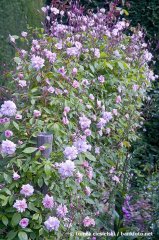 cecile-bruner-lower-flowers-hyde-hall-england-rhs2.jpg