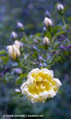 flower-flowers-hyde-hall-england-rhs-garden-gardens-pink-rosa-sc.jpg