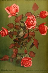 helvetia-journaldesroses-1911-12