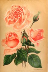 otto-von-bismarck-journaldesroses-1909-5