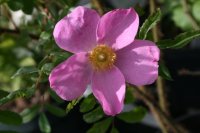 rosa-nitida-2