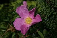 rosa-nitida