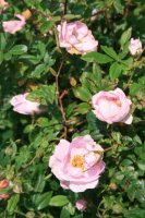 rose-dorsay