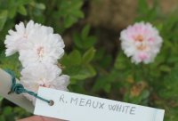 meaux-white