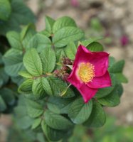 rugosa-microphylla