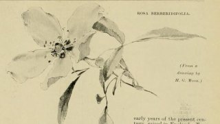 berberifolia