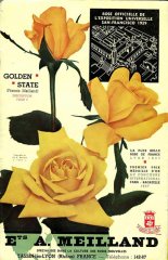 roses_lyonnaises-golden_state