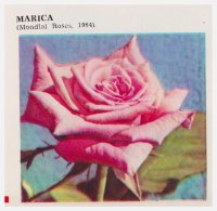 marica