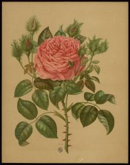 le-cristata-livre-dor-des-roses-paul-hariot-1903_0257