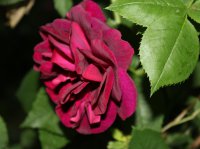 rose-du-roi-a-fleur-pourpre