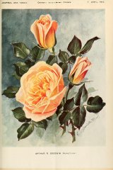 arthur-godwin-journaldesroses3637pari_0359.jpg