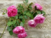 pink-cloud-abbaye-de-valisantes-1