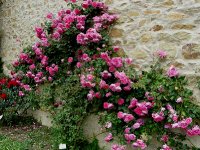 pink-cloud-abbaye-de-valisantes