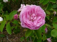 rosa-centifolia-cristata-a