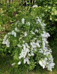 maj-2011-exochorta