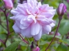 cecile-bruner-lower-flowers-hyde-hall-england-rhs.jpg