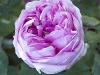 flower-flowers-hyde-hall-england-rhs-garden-gardens-pink-rosa-ma.jpg