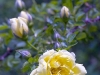 flower-flowers-hyde-hall-england-rhs-garden-gardens-pink-rosa-sc.jpg