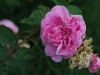 rosa-centifolia-major-aa