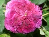 rose-du-roi-a-fleurs-poupres3.jpg