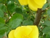 r-foetida-austrian-yellow-1.jpg