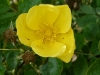 r-foetida-austrian-yellow.jpg