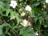 rosa-filipes-rehderwilson-a.jpg